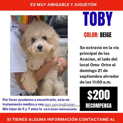 Foto 1/1 TOBY Perro perdido en Panama