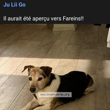 Foto 1/1 Kiss Chien perdido en Lurcy