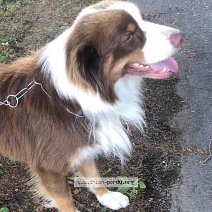 Foto 1/1 Ulk Perro perdido en Condat sur vienne