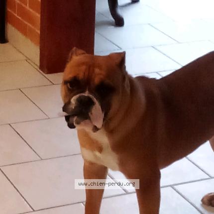 Foto 1/1 Whisky Perro perdido en Saint aigny