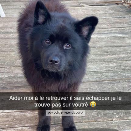 Foto 1/1 Bouboule Perro perdido en Voutre