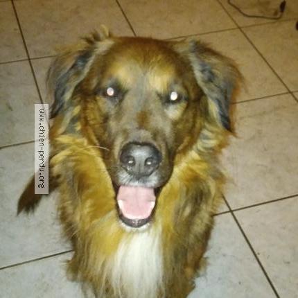 Foto 1/1 Moka Chien perdido en Argeles sur mer