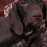 Foto de un perro reunido en Le Vauclin