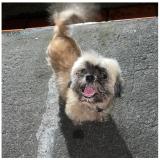 Foto de un perro reunido en Schoelcher