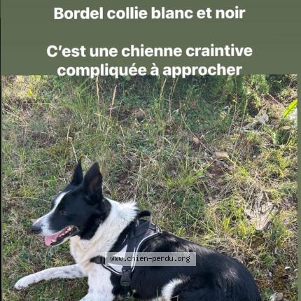 Foto 1/1 Rita Chien perdido en Pornichet