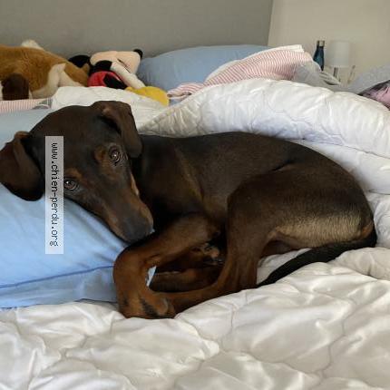 Foto 1/1 Nina Chien perdido en Aunou le faucon