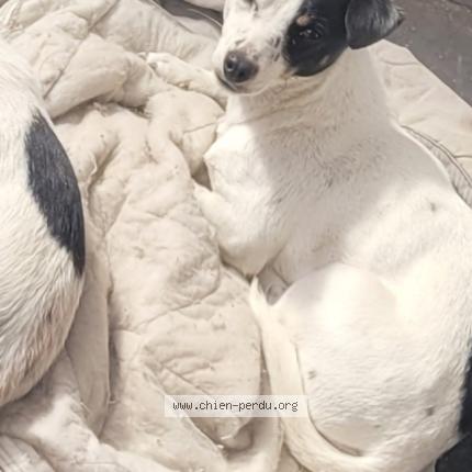 Foto 1/1 Mia Chien perdido en Abscon