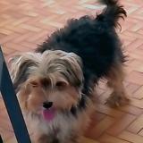 Foto de un perro reunido en Petit Bourg