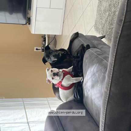 Foto 1/1 Boubou Perro perdido en Boe