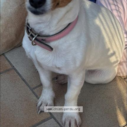 Foto 1/1 Vénus Perro perdido en Oulches