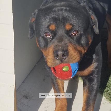 Foto 1/1 Rookie Chien perdido en Saint chamond