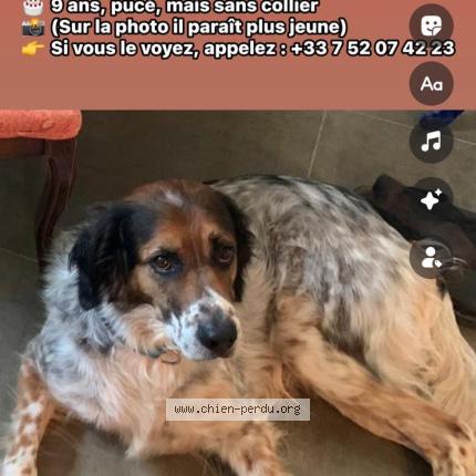 Foto 1/1 Alphonse Chien perdido en San giuliano