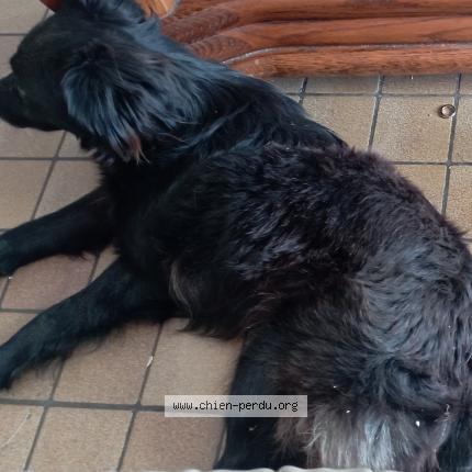 Foto 1/1 Wacsin Anais Chien perdido en Waziers