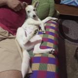 Foto de perro perdido en Ranchi