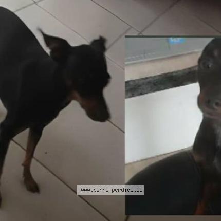 Foto 1/1 Perro encontrado Perdido en Barcelona