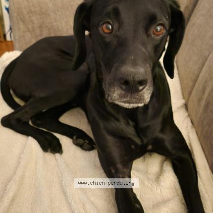 Foto 1/1 BRAQUE NOIR Chien perdido en Vandoeuvre les nancy