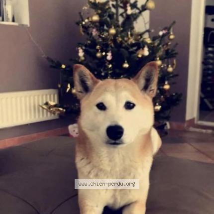 Foto 1/1 Grillotte Perro perdido en Cabries