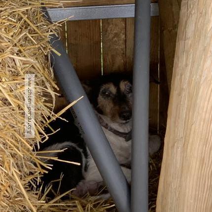 Foto 1/1 Perro encontrado Encontrado en La roche chalais