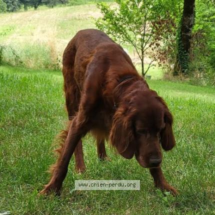 Foto 1/3 Jack Perro perdido en Les pechs du vers