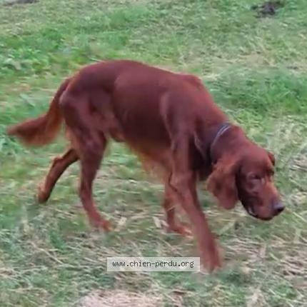 Foto 2/3 Jack Perro perdido en Les pechs du vers