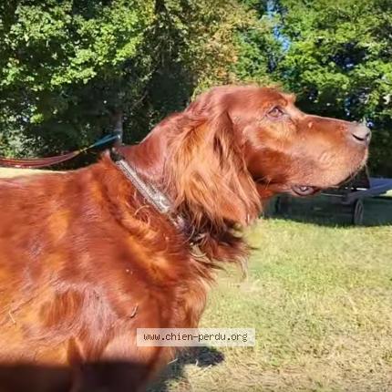 Foto 3/3 Jack Perro perdido en Les pechs du vers