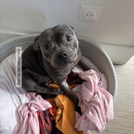 Foto de perro perdido en Paris