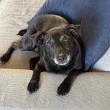 Foto de perro perdido en Nonancourt