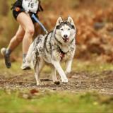 Foto de perro perdido en Rives Du Couesnon