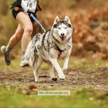 Foto 1/1 Maya Chien perdido en Rives du couesnon