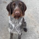 Foto de perro perdido en Chatellerault