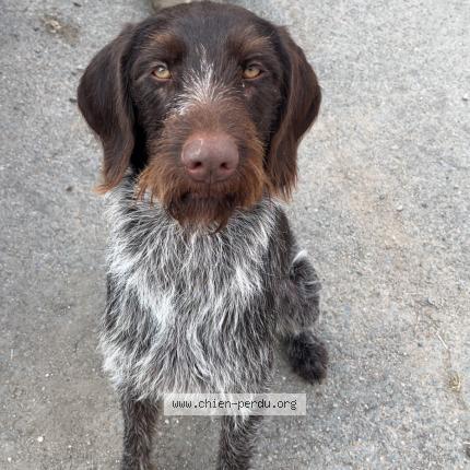 Foto 1/1 Vyctoire Perro perdido en Chatellerault