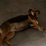 Foto de perro perdido en Echemire Bauge En Anjou