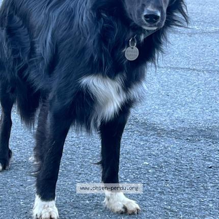 Foto 1/1 Perro encontrado Encontrado en Saint gervais