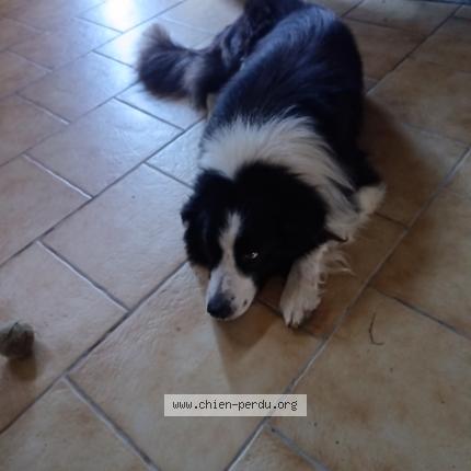 Foto 1/1 Perro encontrado Encontrado en Arzacq arraziguet