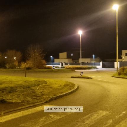 Foto 1/1 Perro encontrado Encontrado en Bruz