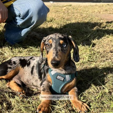 Foto 1/1 serge Perro perdido en Lunel