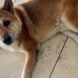 Foto de perro perdido en Perpignan