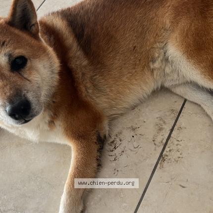 Foto 1/1 Jango Perro perdido en Perpignan