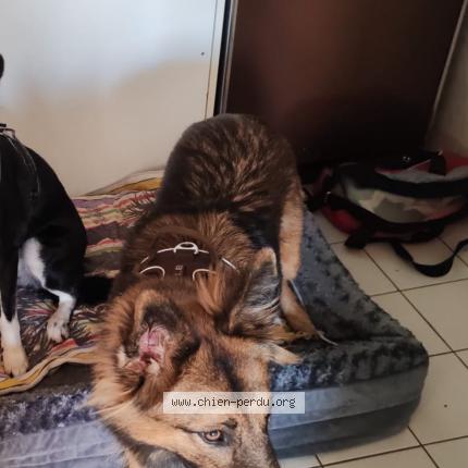 Foto 1/1 Kanelle Chien perdido en Saint nazaire