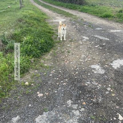 Foto 1/1 Perro encontrado Encontrado en Quelaines
