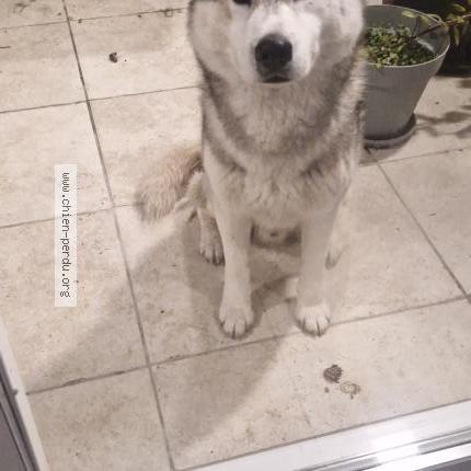 Foto 1/1 Perro encontrado Encontrado en Montazeau