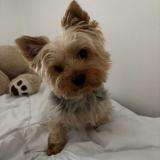 Foto de perro perdido en Heumont