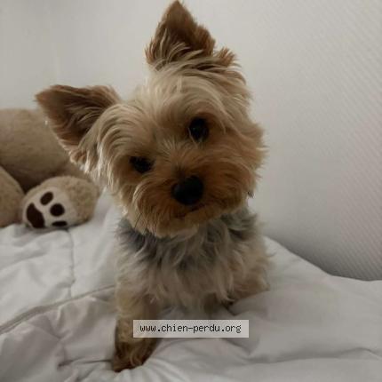 Foto de perro perdido en Heumont