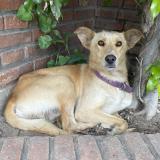 Foto de perro encontrado en Quilmes