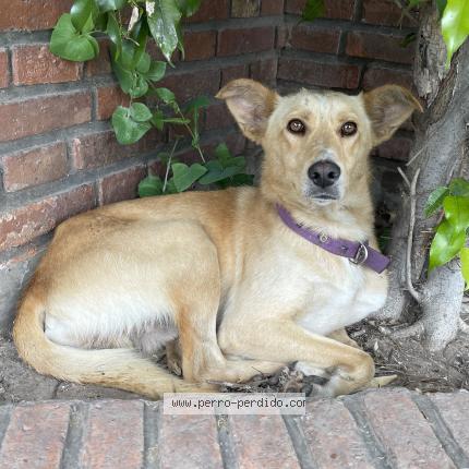 Foto de perro encontrado en Quilmes