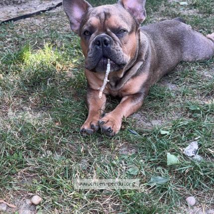 Foto 1/1 Titou VOLE Chien perdido en Montesquieu