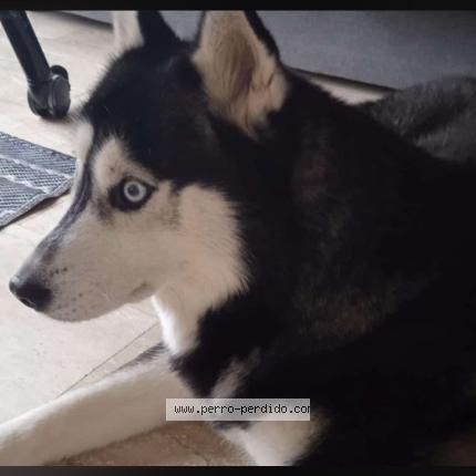 Foto 1/1 Perro encontrado Encontrado en Tomares