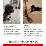 Foto de perro perdido en Ica