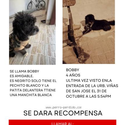 Foto 1/1 BOBBY Chien perdido en Ica