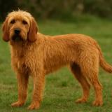 Foto de perro perdido en Guerledan